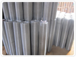 Anticorrosion 1/4 Inch Welded Wire Mesh Electric Galvanized Net 5-50m Length